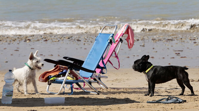 Dos perros en la playa sobre la arena.