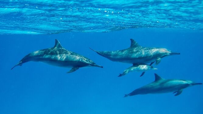 Delfines en el Mar de Alborán.