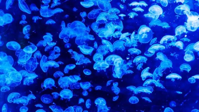 La bioluminiscencia evolucionó por primera vez en animales hace 540 millones de años