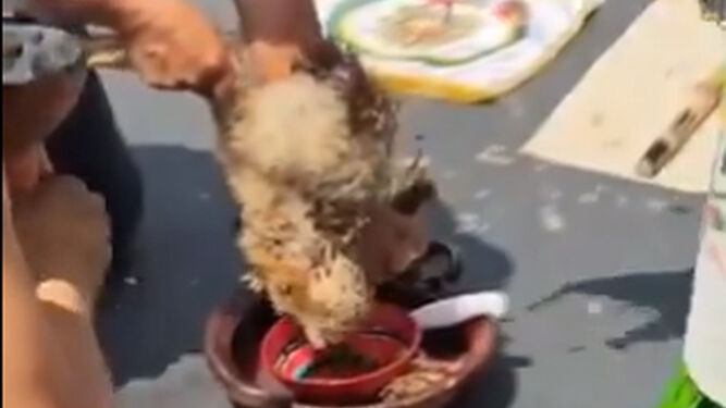 Polémica por el ritual de sacrificio de una gallina ocurrido en el Senado de México